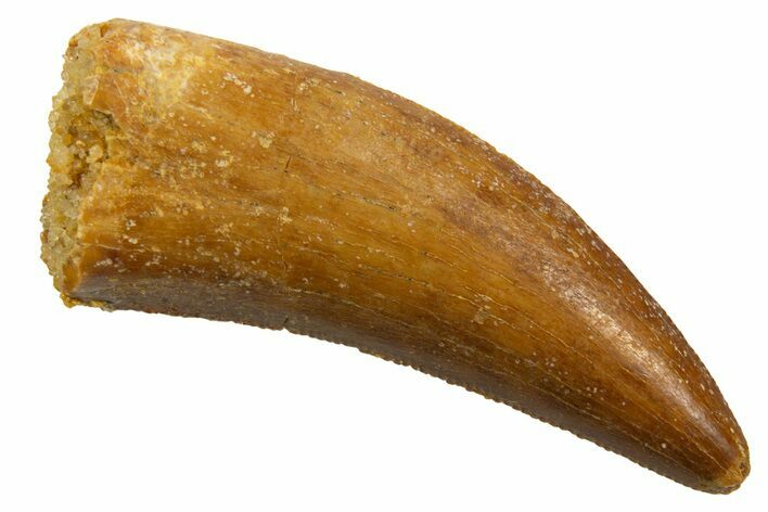 Serrated, Theropod (Deltadromeus?) Tooth - Morocco #329849